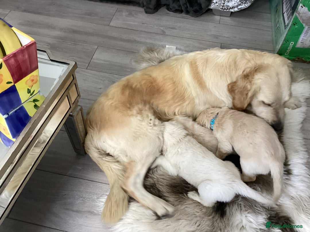 Golden Retriever dogs for sale: Kc reg stunning boys health checked parents - Image 1