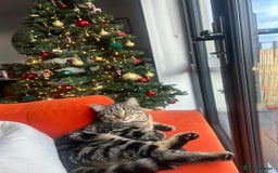 American Shorthair cats for sale: Tabby cat for adoption FREE ignore price - Advert 3