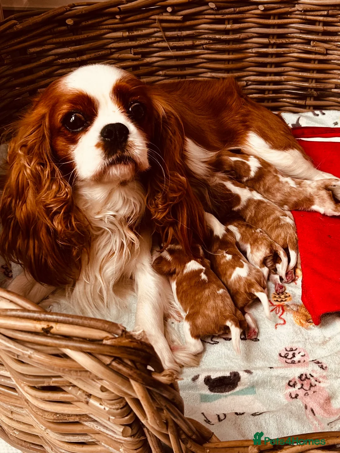 Cavalier King Charles Spaniel dogs for sale: Stunning cavalier boys  - Advert 12