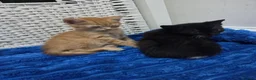 American Shorthair cats for sale: Ginger Male 8 Week Old Kitten - Advert 16