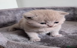 British Shorthair cats for sale: New litter! Champion lines BSH kittens - Image 5