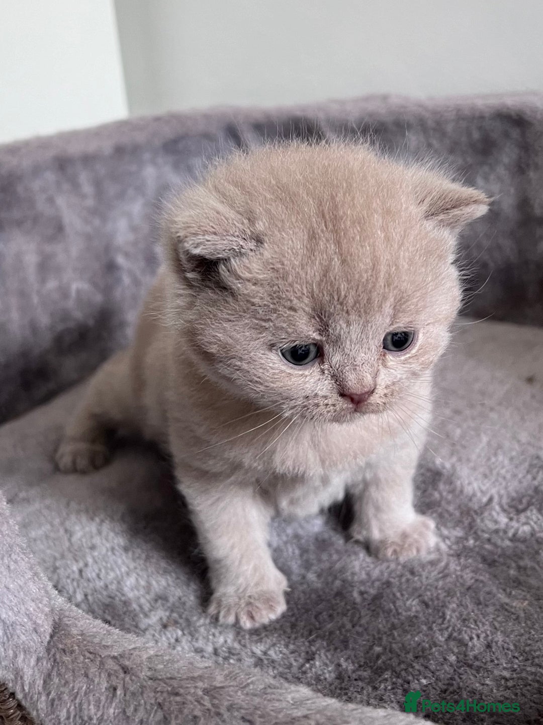 British Shorthair cats for sale: New litter! Champion lines BSH kittens - Image 5