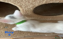 Mixed Breed cats for sale: White kittens looking for a forever loving family  - Image 6