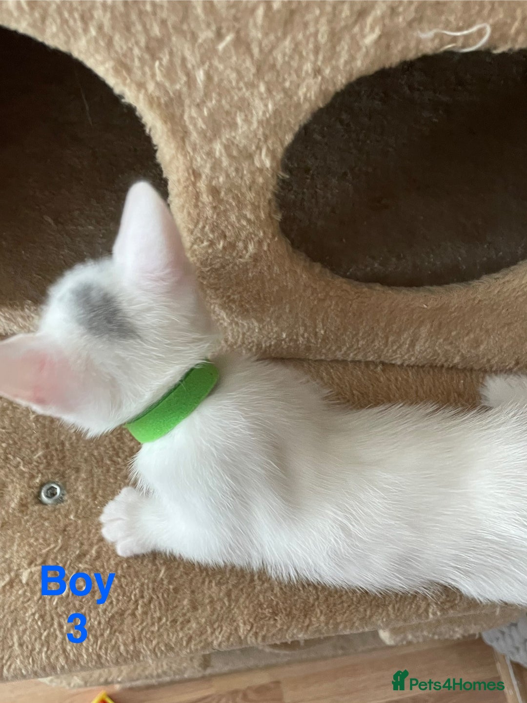 Mixed Breed cats for sale: White kittens looking for a forever loving family  - Image 6