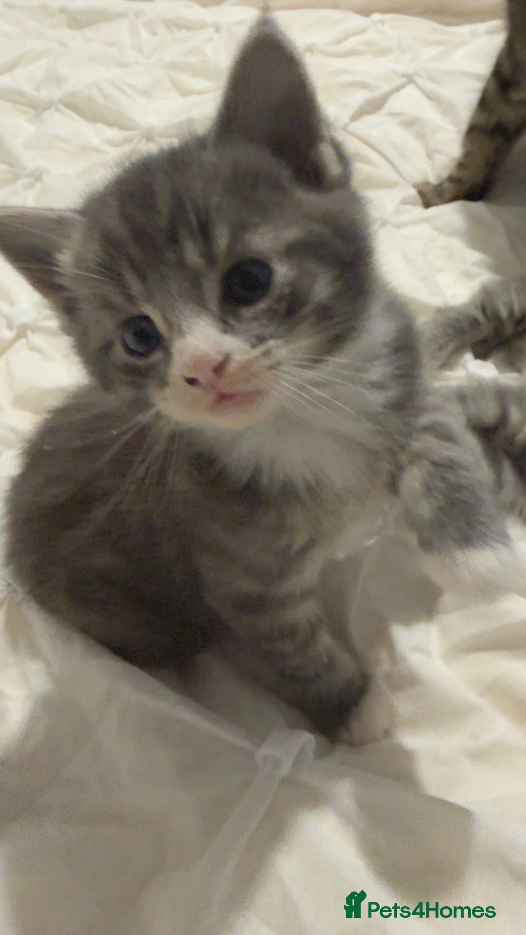 Maine Coon cats for sale: Outstanding Maine coon kittens! - Advert 5