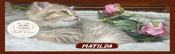 British Shorthair cats for sale:  Beautiful BSH Pedigree Kittens • Ready July 7th - Advert 9