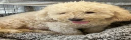 Cavapoochon dogs for sale: Cavapoochon puppies - Advert 2