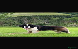 Saint Bernard dogs for sale: Stunning KC reg Saint Bernard puppies  - Image 22