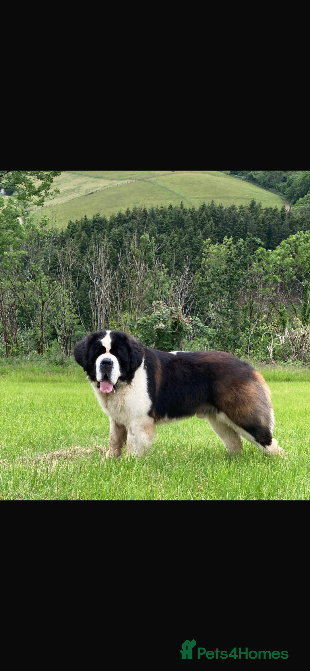 Saint Bernard dogs for sale: Stunning KC reg Saint Bernard puppies  - Image 22
