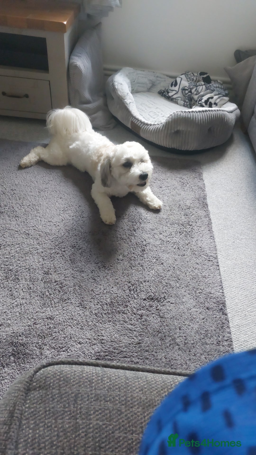 Mixed Breed dogs for sale: Maltipoo x cockapoo - Image 2