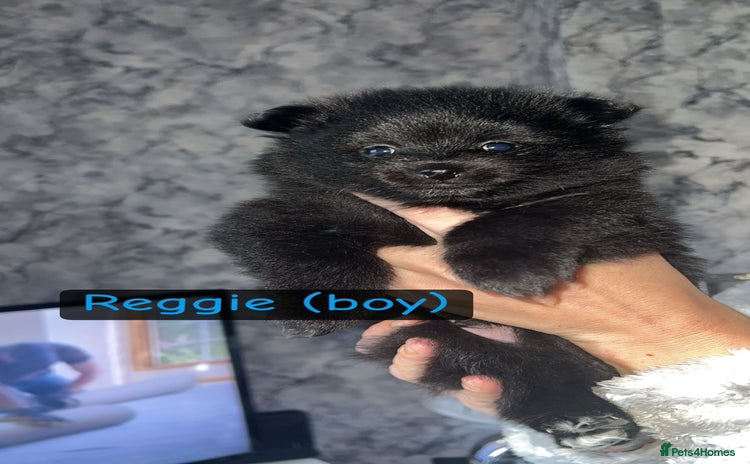 Pomeranian dogs - Advert 3