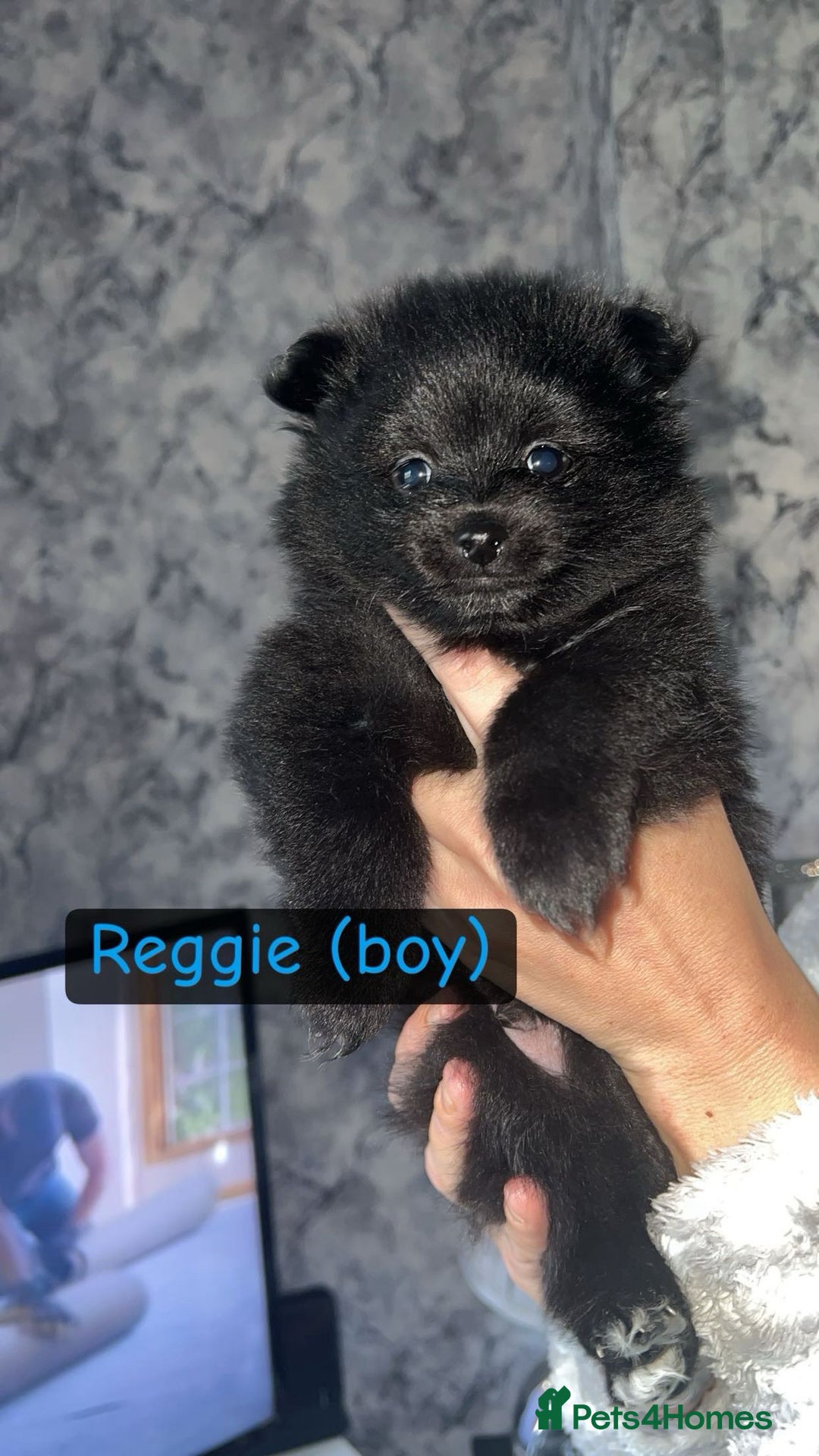 Pomeranian dogs for sale: 😍😍😍 beautiful pom pups 😍😍😍 - Image 2