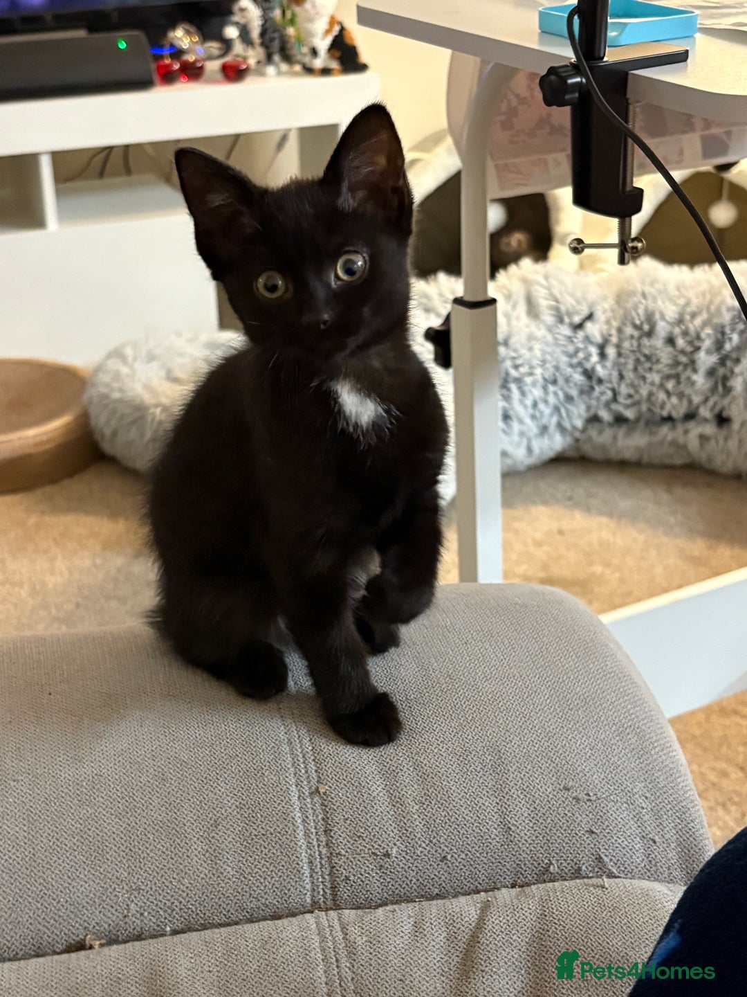 British Shorthair cats for sale: Beautiful cute British shorthair kittens for sale  - Advert 4