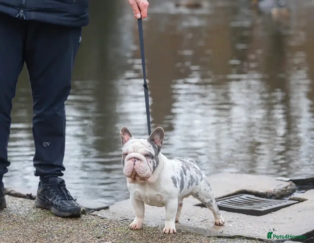 French Bulldog dogs for stud: Frenchie bulldog stud ICE ❄️ - Advert 2