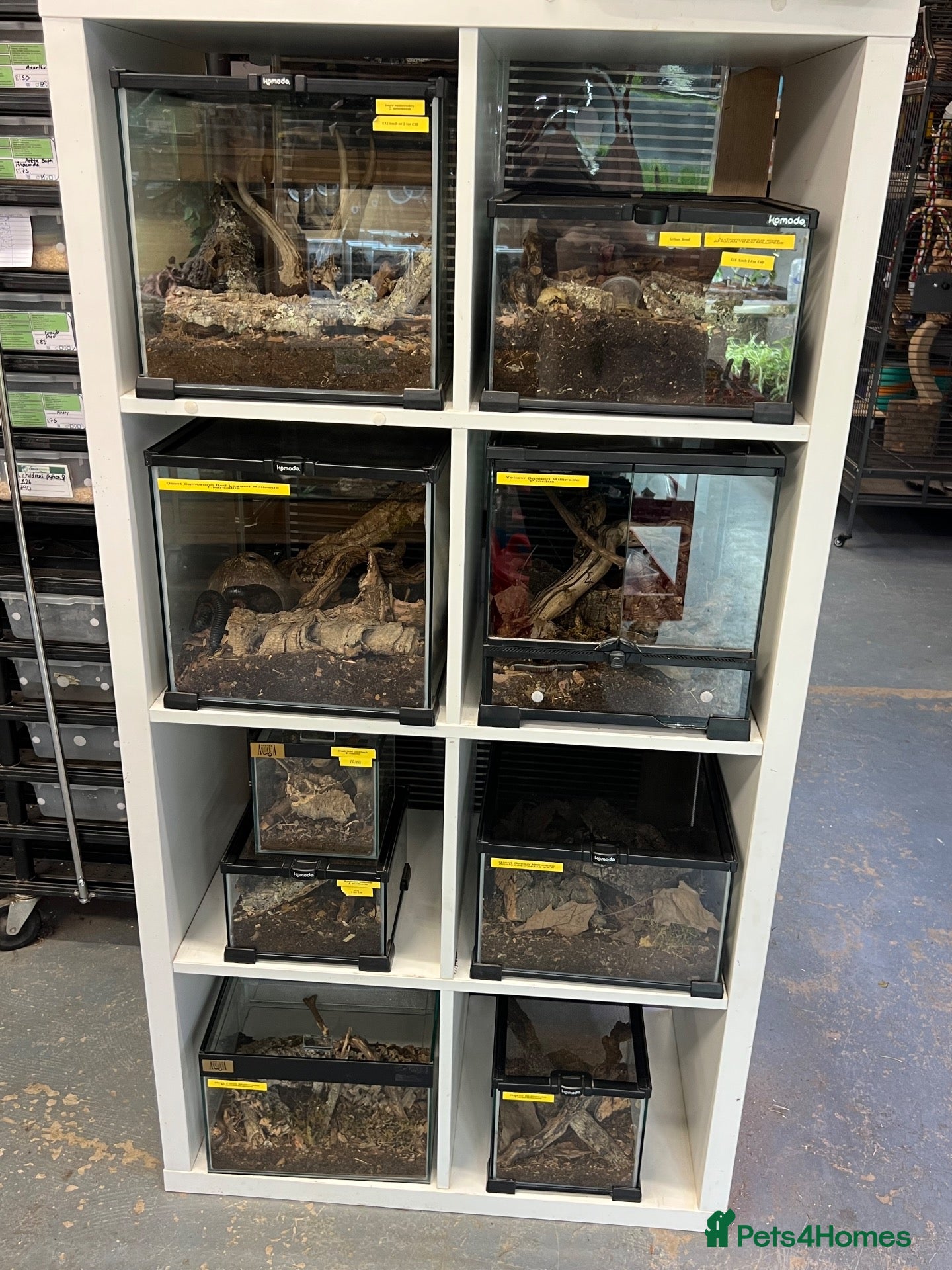 Mixed Breed invertebrates Various Invertebrates At Urban Exotics  - Advert 2
