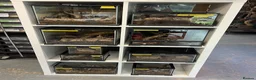 Mixed Breed invertebrates for sale: Various Invertebrates At Urban Exotics  - Advert 2