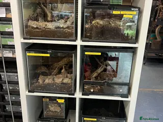 Mixed Breed invertebrates Various Invertebrates At Urban Exotics - Advert 2