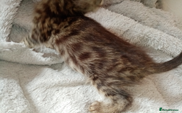 Mixed Breed cats for sale: Lovely Ginger and Rosetted Kittens - Image 16