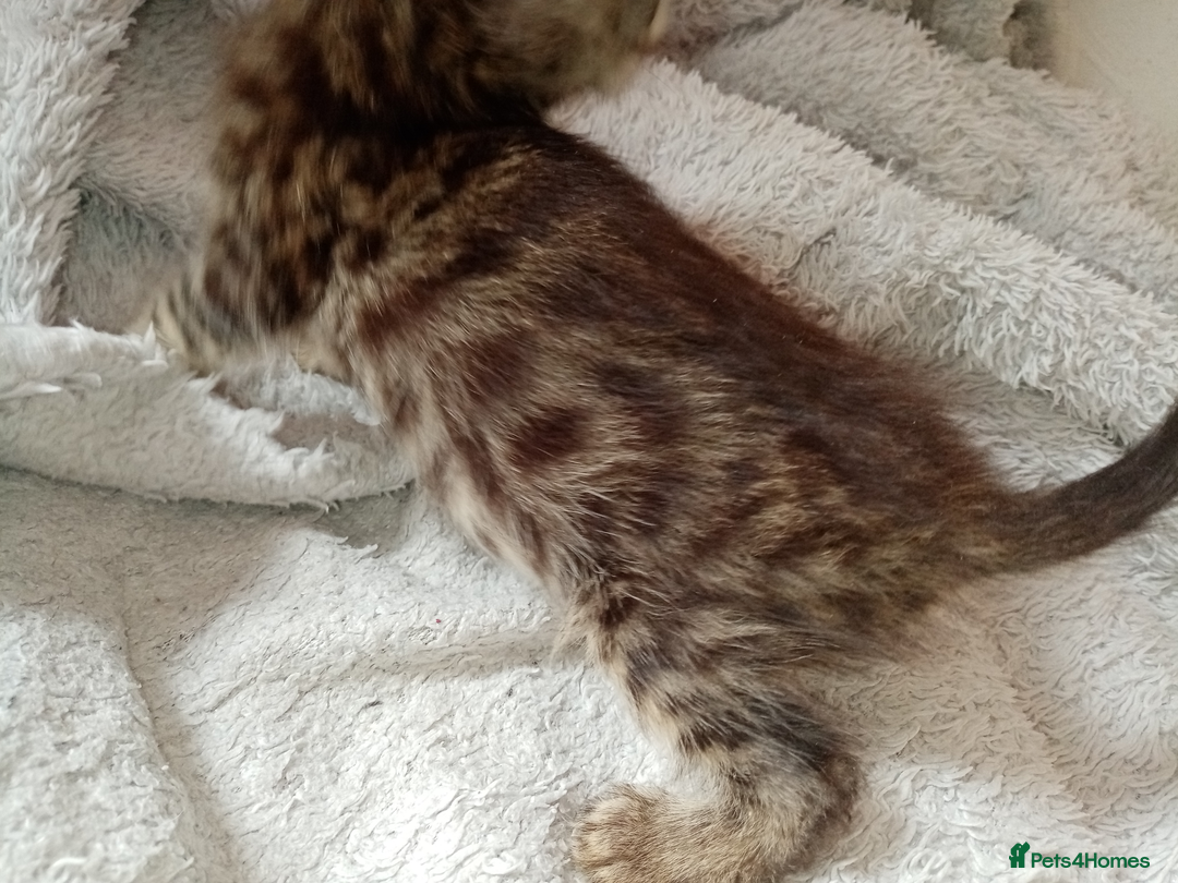 Mixed Breed cats for sale: Lovely Ginger and Rosetted Kittens - Image 16