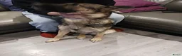 German Shepherd dogs for sale: German shepherd girl  in Doncaster - Advert 9