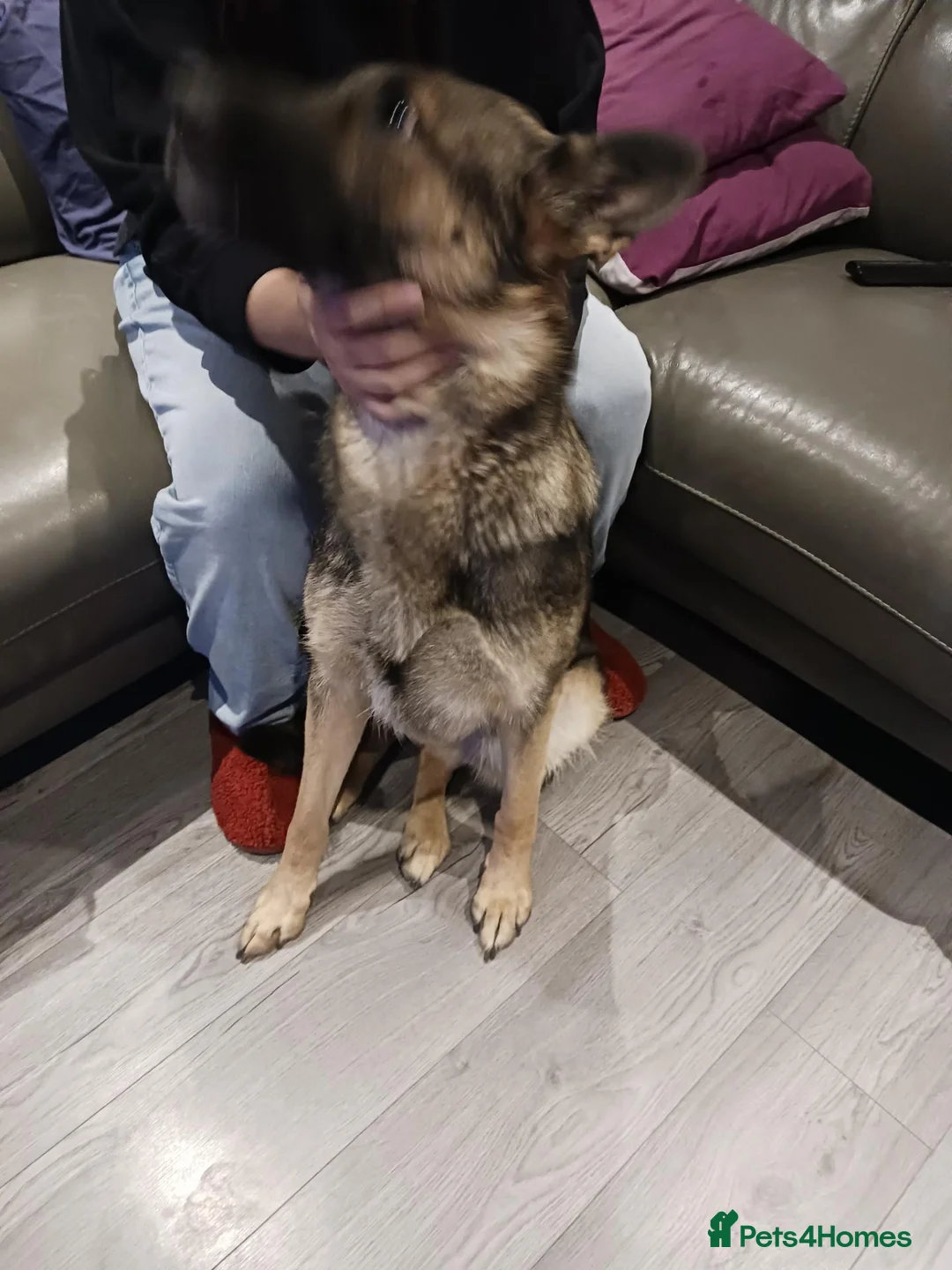 German Shepherd dogs for sale: German shepherd girl  in Doncaster - Advert 9
