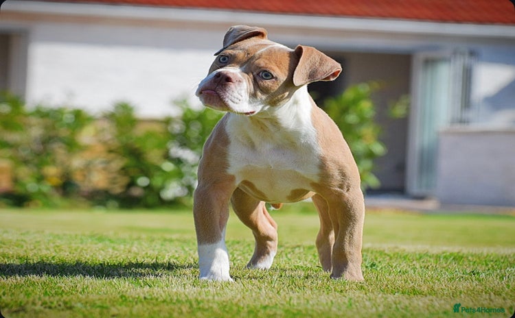 Olde English Bulldogge dogs - Advert 15
