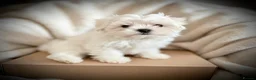 Maltese dogs for sale: 🌟  KC Registered Maltese Puppies Ready 🌟 - Advert 17