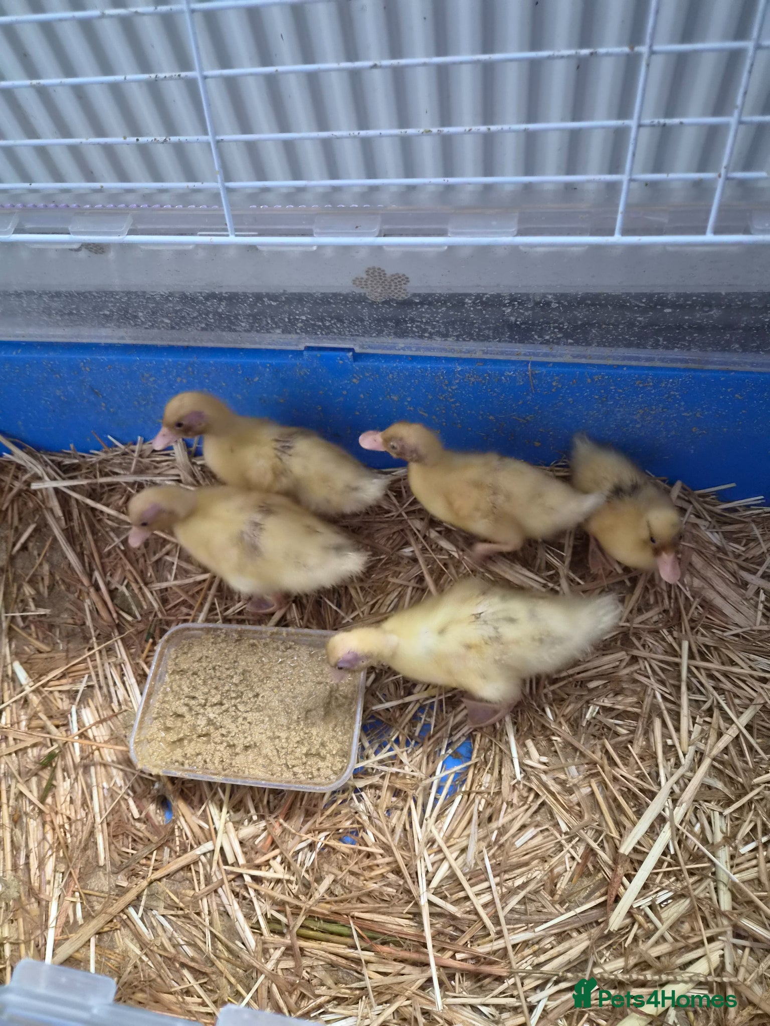 Ducks poultry for sale: 5 call ducklings for sale £30 each  in Manchester - Advert 7