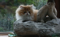 Persian cats for sale: Fluffy Persian Exotic kittens - Image 2