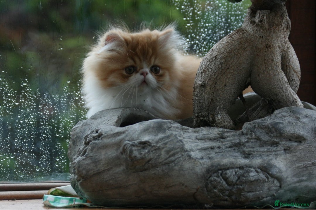 Persian cats for sale: Fluffy Persian Exotic kittens - Image 2