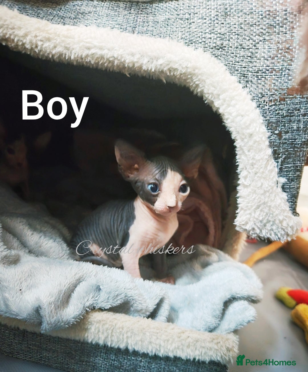 Sphynx cats for sale: Blue Eyes sphynx kittens GCCF and TICA  - Image 7
