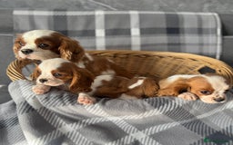 Cavalier King Charles Spaniel dogs for sale: Cavalier King Charles  - Image 1