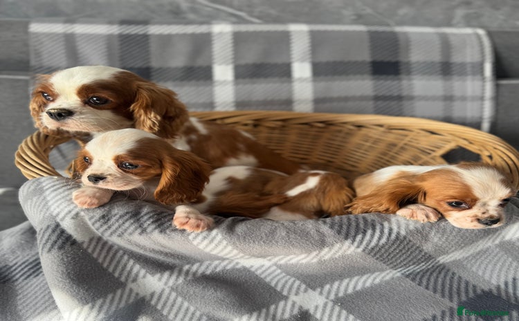 Cavalier King Charles Spaniel dogs - Advert 1