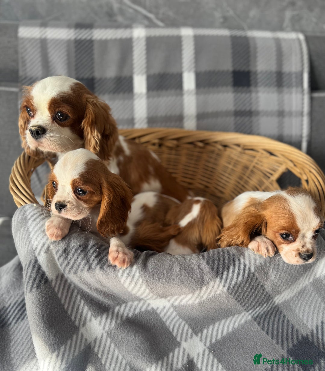 Cavalier King Charles Spaniel dogs for sale: Cavalier King Charles  - Image 1