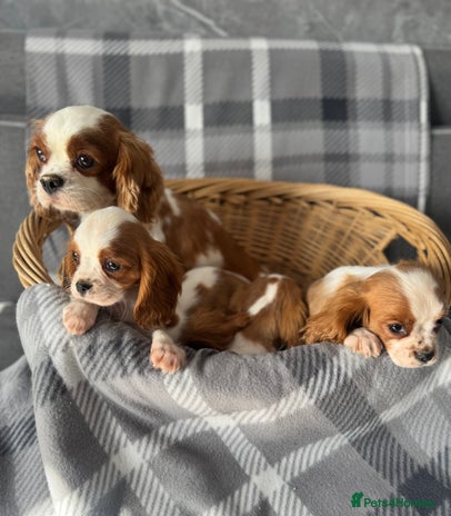 Cavalier King Charles Spaniel dogs - Advert 13