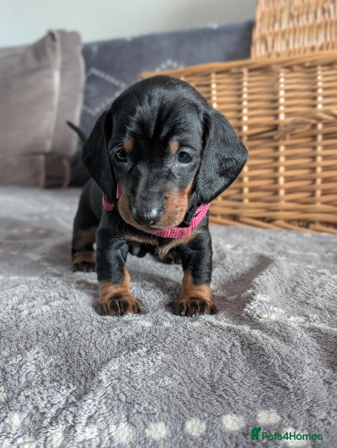 Dachshund dogs for sale: Quality Dachshund Standard Smooth Hair  - Advert 12