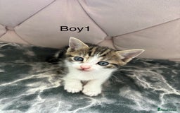 Mixed Breed cats for sale: 6 kittens not ready till 14th August  - Image 1