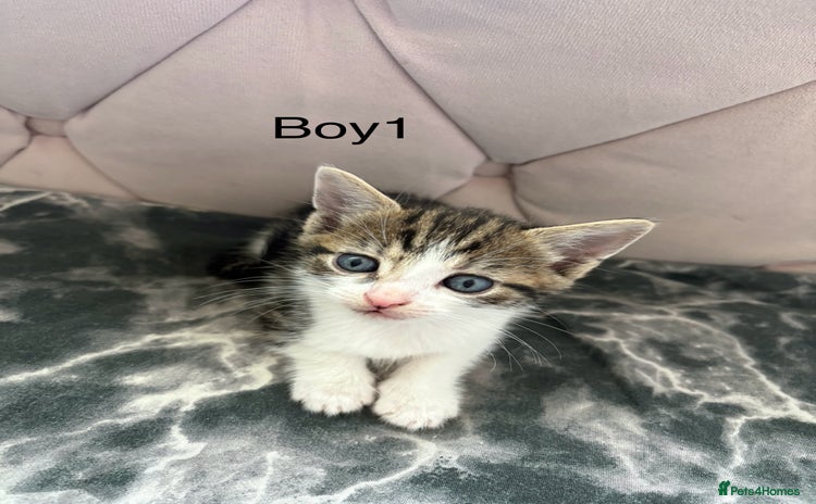 Mixed Breed cats - Advert 2