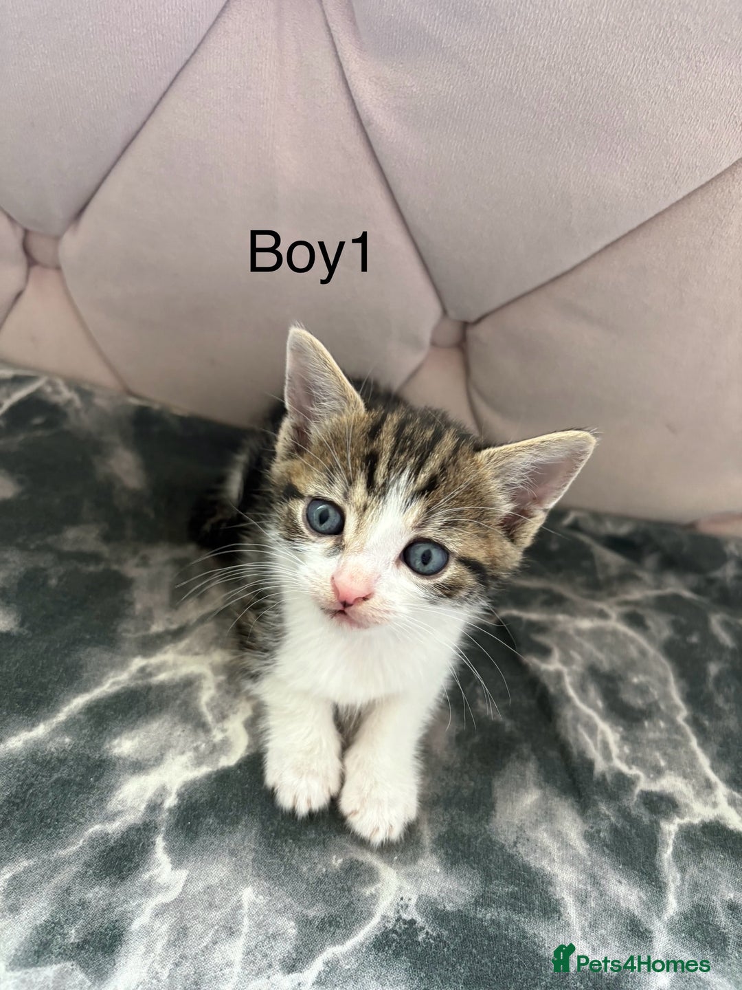 Mixed Breed cats for sale: 6 kittens not ready till 14th August  - Image 1