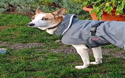 Mixed Breed dogs for adoption: 💖🐶 ALAYA 🐶💖 - Image 12