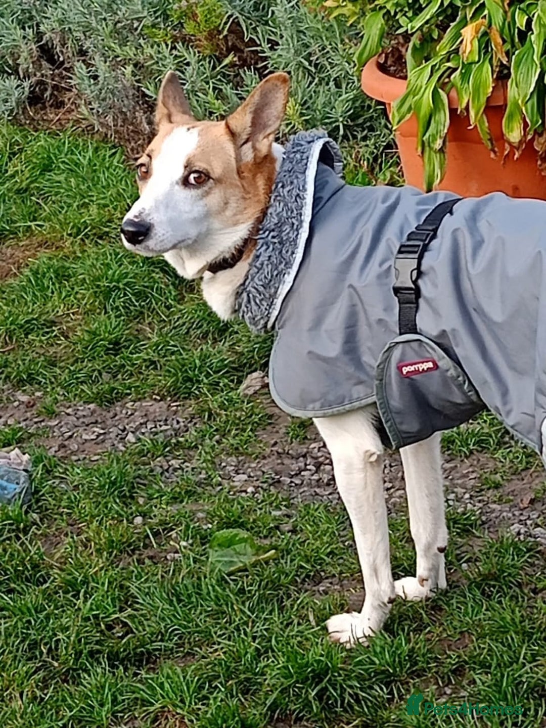 Mixed Breed dogs for adoption: 💖🐶 ALAYA 🐶💖 - Image 12