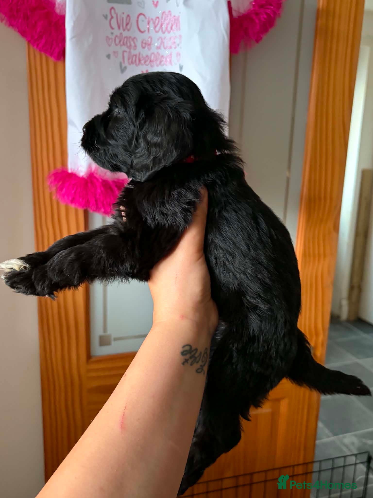 Mixed Breed dogs Cockerdoodle boy looking for a home!  - Advert 1