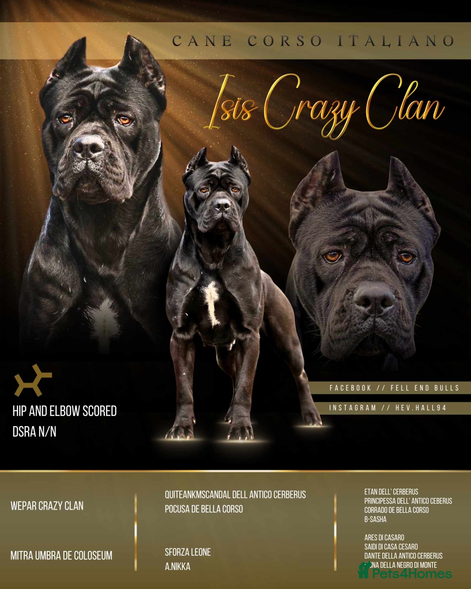 Cane Corso dogs Quality cane corso puppies  - Advert 1