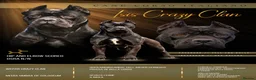 Cane Corso dogs for sale: Quality cane corso puppies  - Advert 1