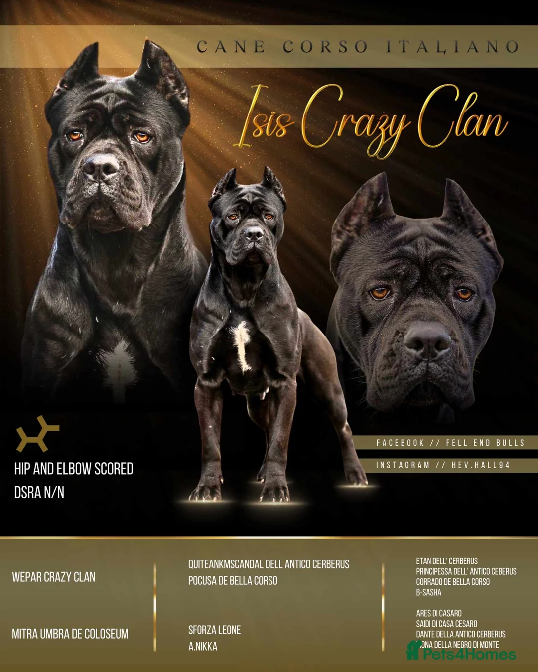 Cane Corso dogs for sale: Quality cane corso puppies  - Advert 1
