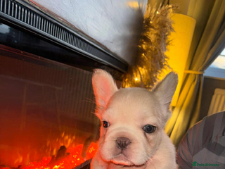 French Bulldog dogs ** fluffy frenchies - Advert 5