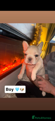 French Bulldog dogs - Advert 1