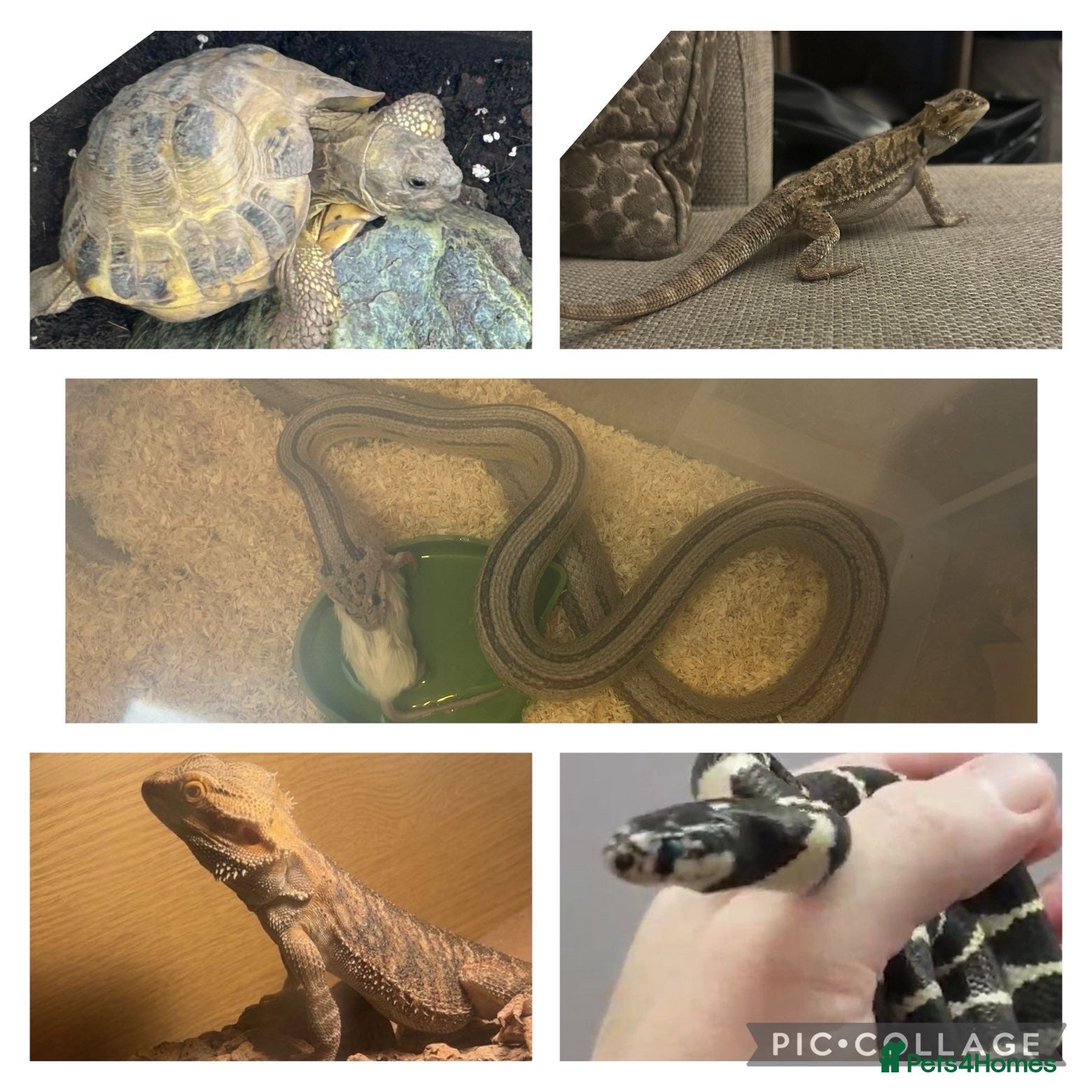 Mixed Breed reptiles Multiple reptiles for rehome - Advert 2