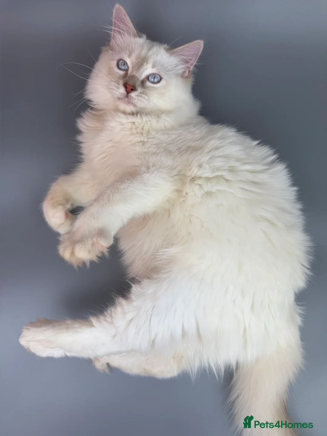 Ragdoll cats for sale: BONDED RAGDOLL BROTHERS - HEALTH TESTED PARENTS - Advert 14