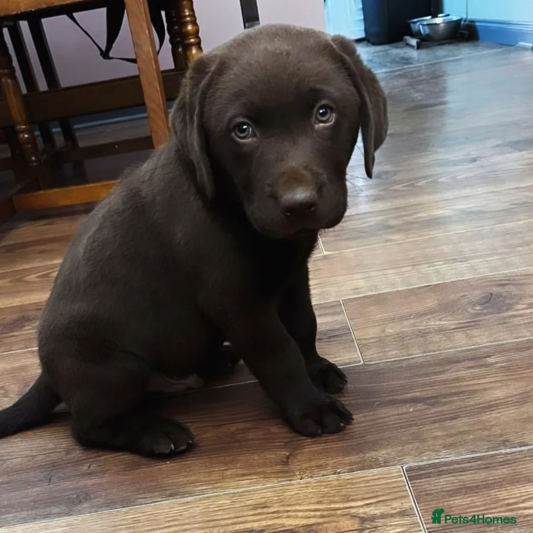 Labrador Retriever dogs for sale: KCReg Chocolate Lab Boy–Ready Now NewRajArk Kennel - Advert 1
